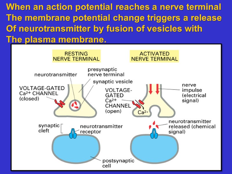 When an action potential reaches a nerve terminal The membrane potential change triggers a
